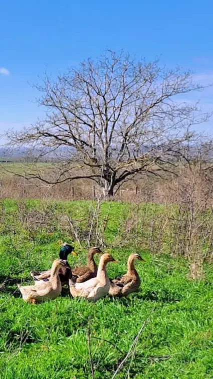 kacsak